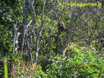 20_Koala_26 Apr2015.jpg